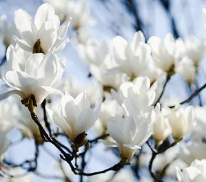 苦苣种子什么时候种比较合适 如何种植苦苣种子