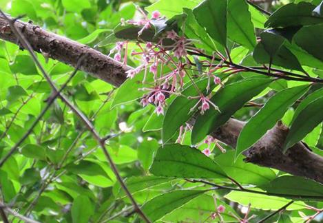 朱顶红开败后要剪掉吗 修剪方法是什么