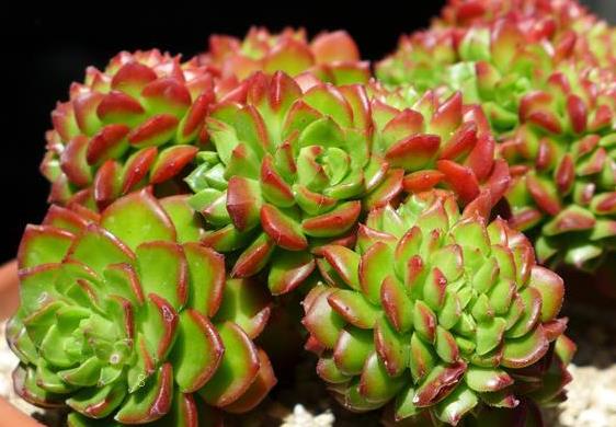 多肉只长根不发芽是怎么回事 如何解决 多肉只长根不发芽是怎么回事 如何解决