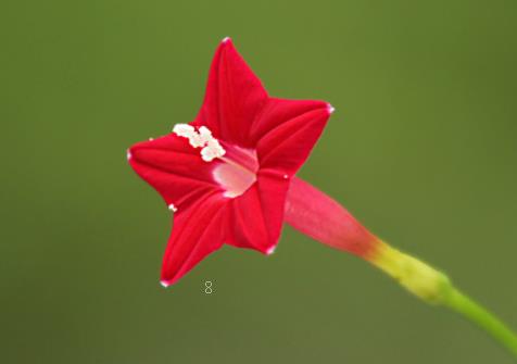 美女樱的养殖方法 如何养殖长得好 美女樱的养殖方法 如何养殖长得好