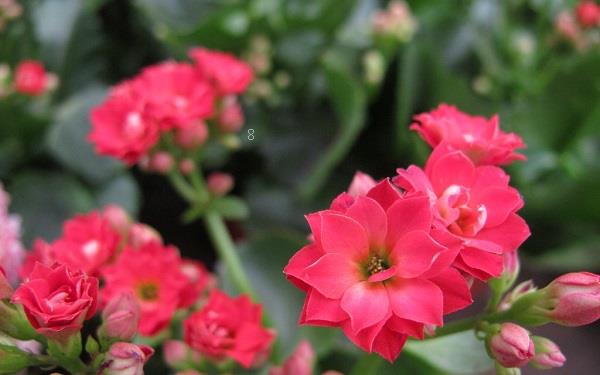 菊花是春季开花吗 菊花有什么寓意 菊花是春季开花吗 菊花有什么寓意