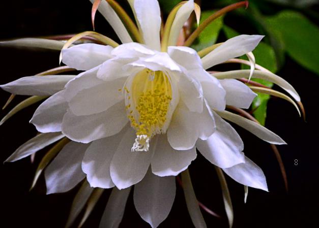 番红花种球如何种植 几月份种植长势好