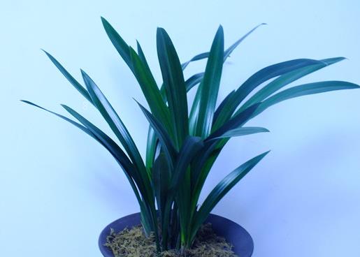 墨兰烂根怎么办 有哪些解决办法