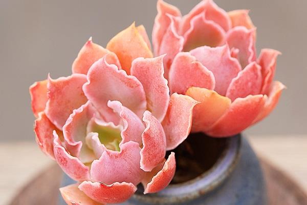 夏季多肉怎么浇水 具体方法是什么