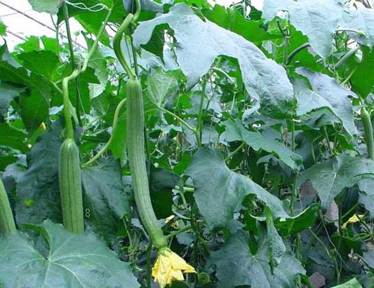 夏秋如何种木耳菜 高产栽培方法是什么