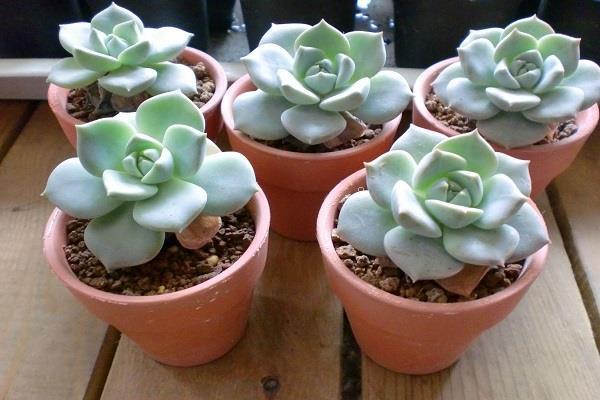 夏天多肉浇水原则有哪些 具体需要怎么做