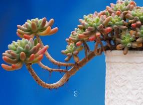 多肉悬崖桩怎么造型 多肉造型修剪方法 多肉悬崖桩怎么造型 多肉造型修剪方法