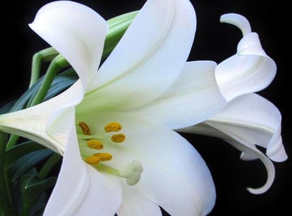 花毛茛晒太阳枯萎的原因是什么 养护时有哪些注意事项