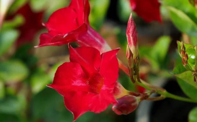 素心腊梅怎么嫁接 嫁接时有哪些注意事项