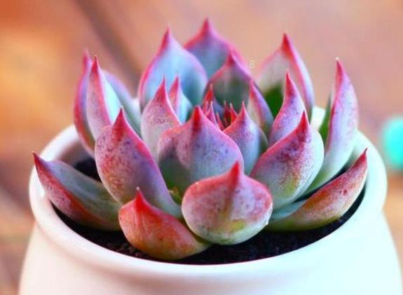 姬珊瑚如何养殖 注意事项有哪些