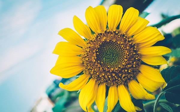 薄荷枯萎怎么救活 拯救方法有哪些 薄荷枯萎怎么救活 拯救方法有哪些