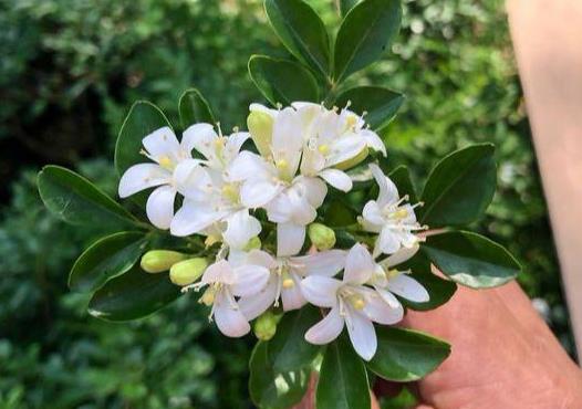 栾树的苗期管理方法是什么 如何科学管理长得好