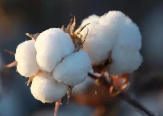 山油茶林下套种水稻的方法是什么 有哪些注意事项 山油茶林下套种水稻的方法是什么 有哪些注意事项