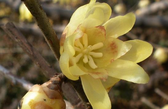 尤加利叶花语是什么 有什么功效