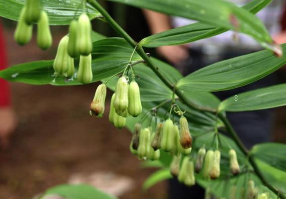 马蹄莲叶子发黄怎么办 防治措施有哪些 马蹄莲叶子发黄怎么办 防治措施有哪些