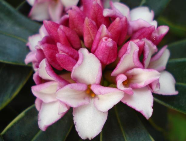 蓝盆花如何养殖 养殖时注意事项有哪些