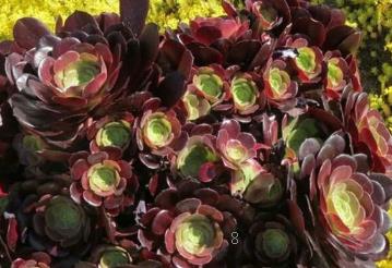 粉蓝鸟怎么养 多肉粉蓝鸟的种植注意事项