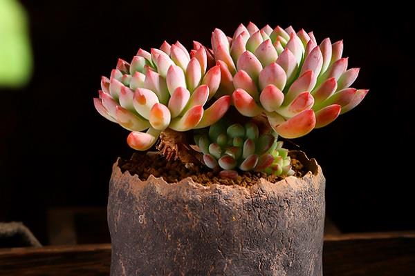 多肉侧芽怎么处理 都有哪些方法