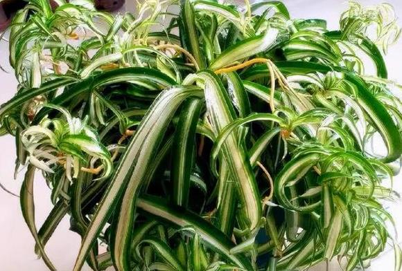 富贵竹不生根是什么原因 补救措施有哪些