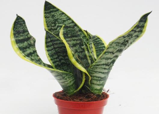 蟹爪兰的常见病害有哪些 防治方法是什么