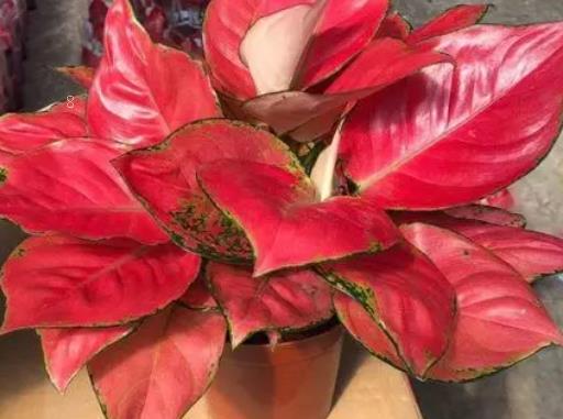 胡椒木的寓意是什么 有哪些象征含义