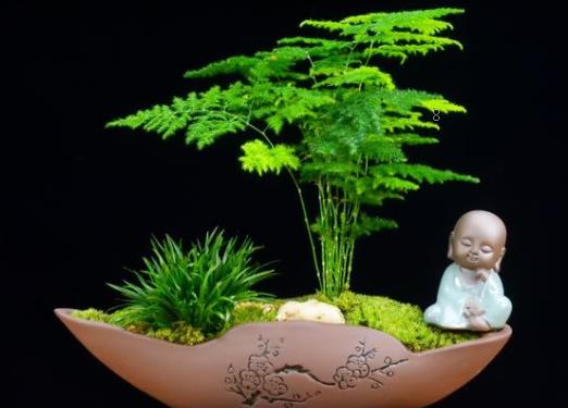 幸福树茎杆发黑怎么办 解决措施有哪些