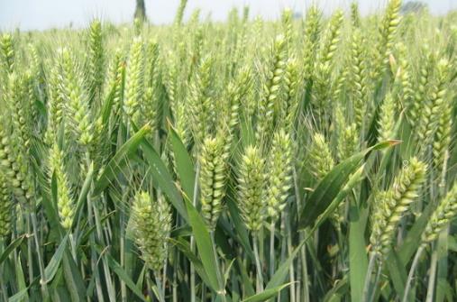 南方早稻后期管理意见 水稻怎么高产养护