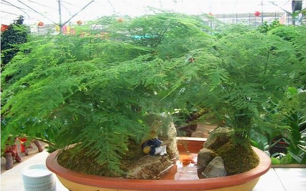 薄荷怎样养殖长得好 养殖时有什么注意事项