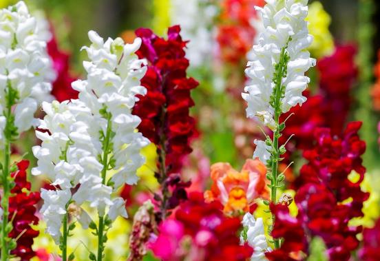 朱顶红樱桃妮芙和双龙的区别 朱顶红养殖方法总结