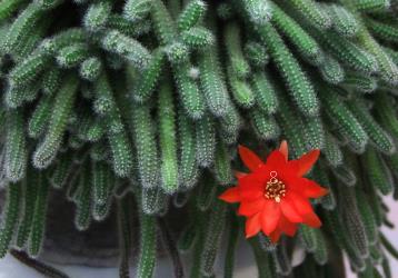 常见的多肉品种有哪些 新手适合养什么多肉