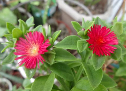 薄荷干叶子是怎么回事 薄荷有哪些养护方法