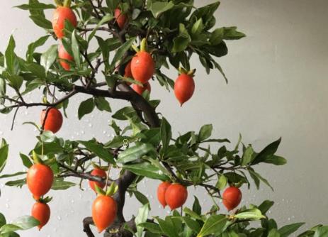 黄刺梅的栽培技术 黄刺梅怎么养殖好 黄刺梅的栽培技术 黄刺梅怎么养殖好