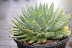 2025多肉贵货有哪些品种 哪些价格比较高