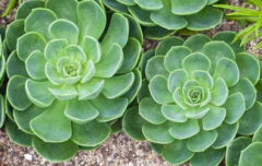 多肉莲花掌养殖方法 莲花掌养护时需要注意什么