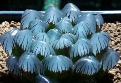 玉露多肉的养法 玉露生长养护方法