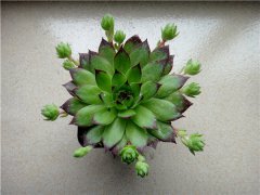 2025夏天多肉放哪里好 怎么养