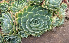 多肉是喜水植物么 春天多久浇一次水