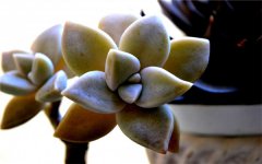 多肉植物喜欢阳光吗 应该怎么晒太阳