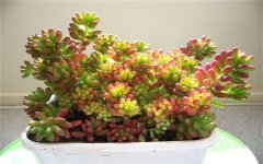 2025最火多肉有哪些 你知道哪几种