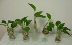 多肉植物为什么会徒长 徒长后如何处理