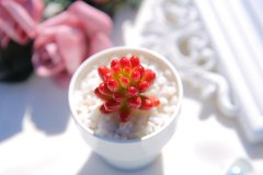 虹之玉夏天怎么养护 需要注意什么问题