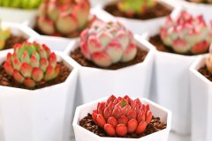 多肉浇水有哪些小技巧 怎么浇水最科学