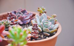 多肉植物可以晒太阳吗 一次晒多久