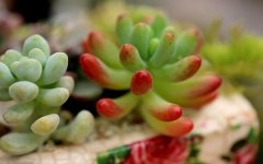 多肉一盆种几株 常用的花盆有几种