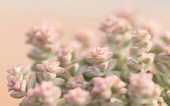 盆栽多肉植物施什么肥 该如何施肥