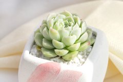 多肉怎么施肥才能长得好 施肥需要注意什么