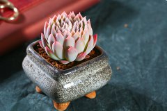 多肉应该怎么度夏 养护方法是什么