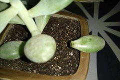 多肉为什么会掉叶子 解决的方法是什么