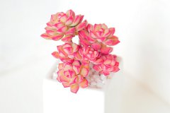 多肉快速爆盆的方法是什么 具体需要怎么做