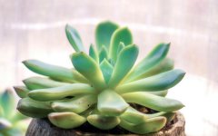 多肉植物如何浇水 有哪些技巧